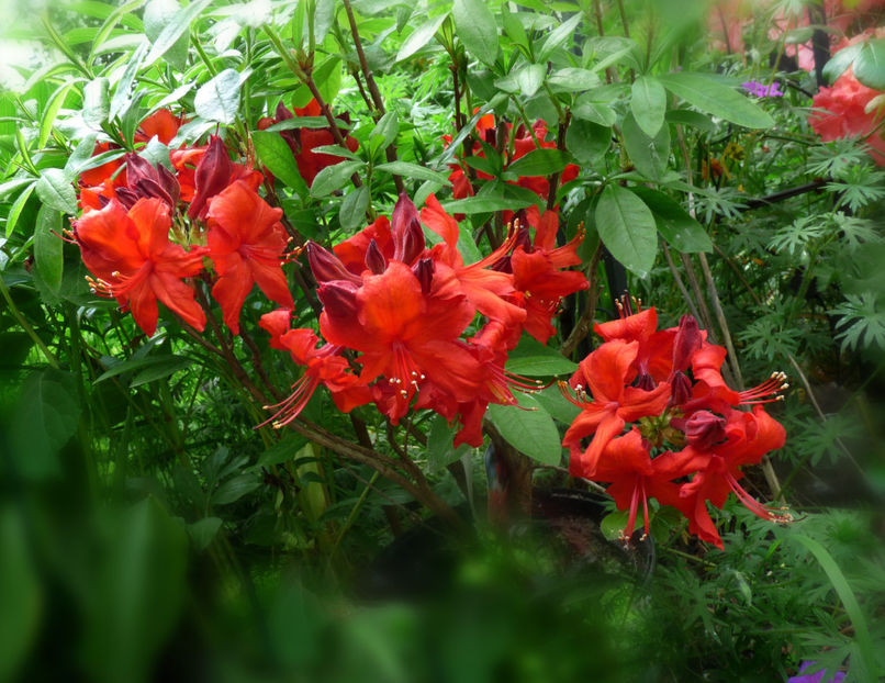 © - Azalee si Rhododendroni