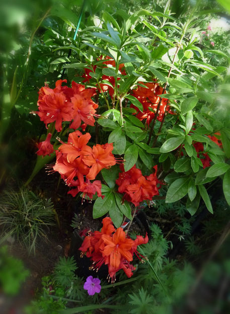 © - Azalee si Rhododendroni