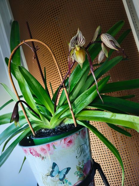 Paph. "Philippinense" - Orhidee_5_simpodiale fără pseudobulbi