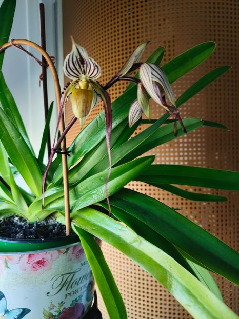 Paph. "Philippinense" - Orhidee_5_simpodiale fără pseudobulbi