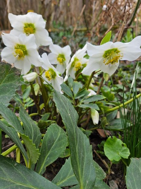  - Spanz 2017 2023 2024