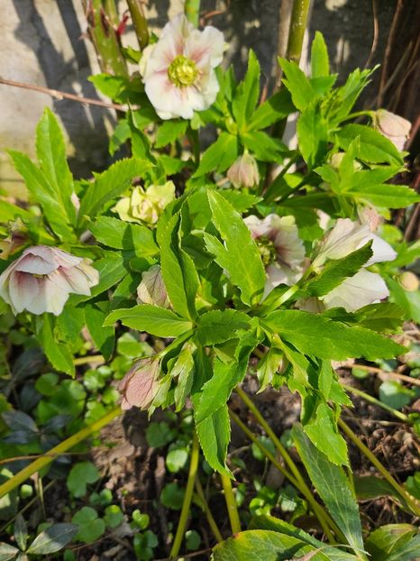  - Spanz 2017 2023 2024