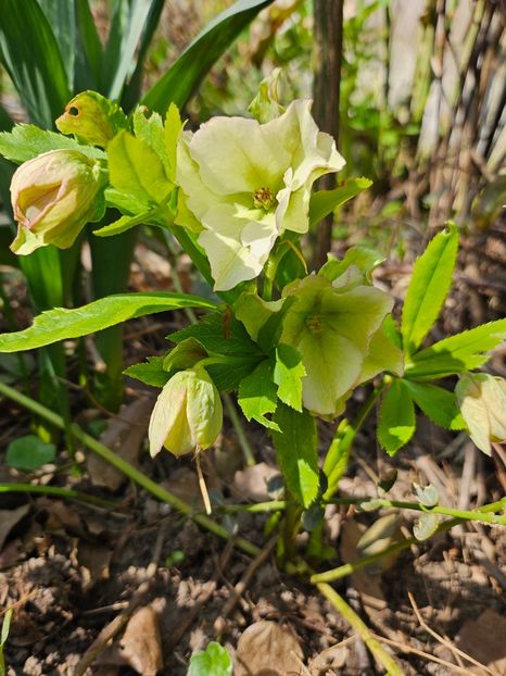  - Spanz 2017 2023 2024