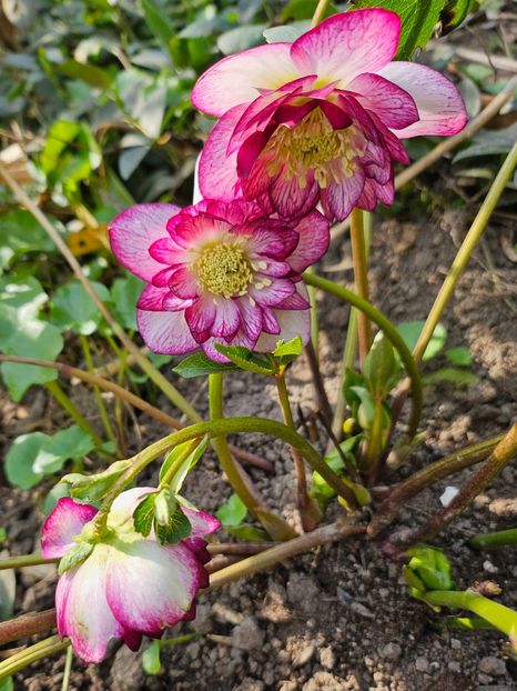  - Spanz 2017 2023 2024