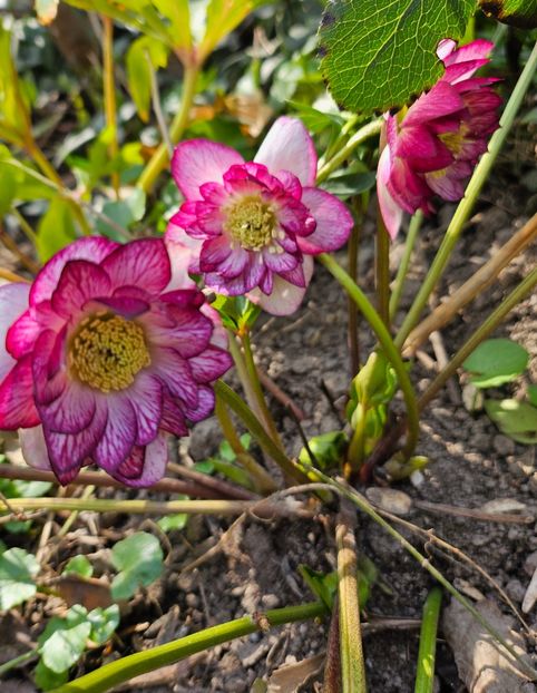  - Spanz 2017 2023 2024