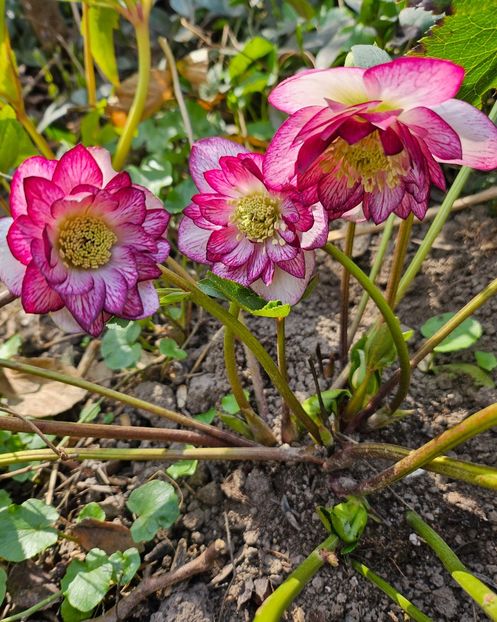  - Spanz 2017 2023 2024