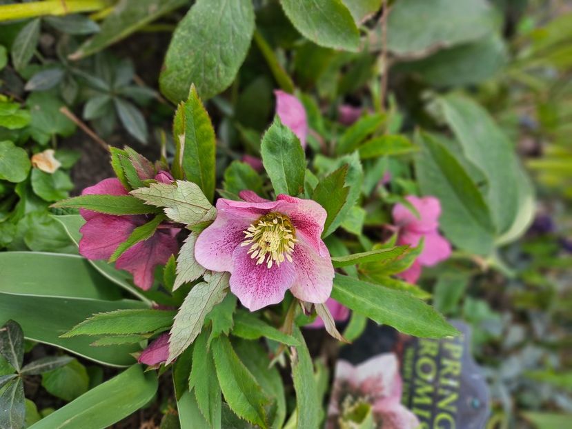  - Spanz 2017 2023 2024