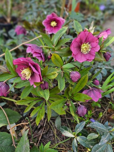  - Spanz 2017 2023 2024