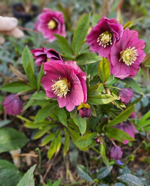  - Spanz 2017 2023 2024