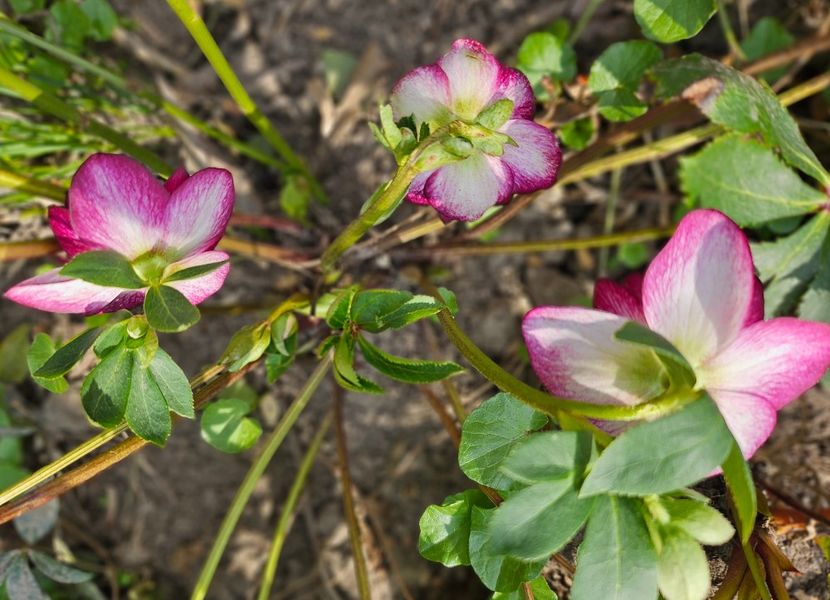  - Spanz 2017 2023 2024