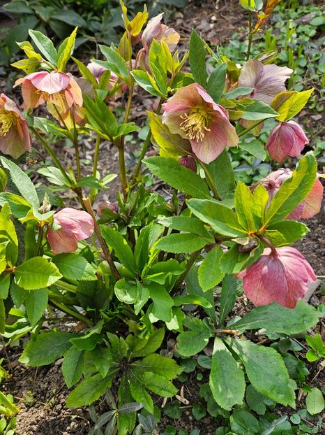  - Spanz 2017 2023 2024