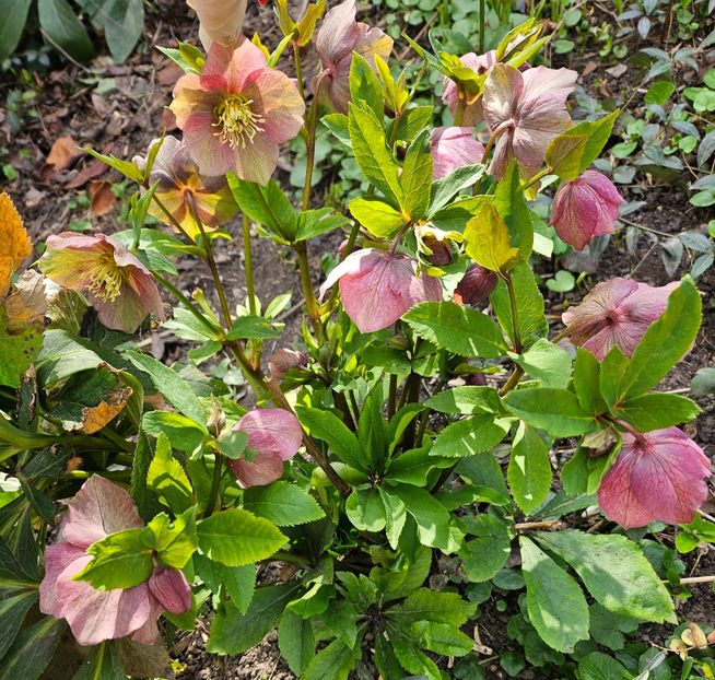  - Spanz 2017 2023 2024