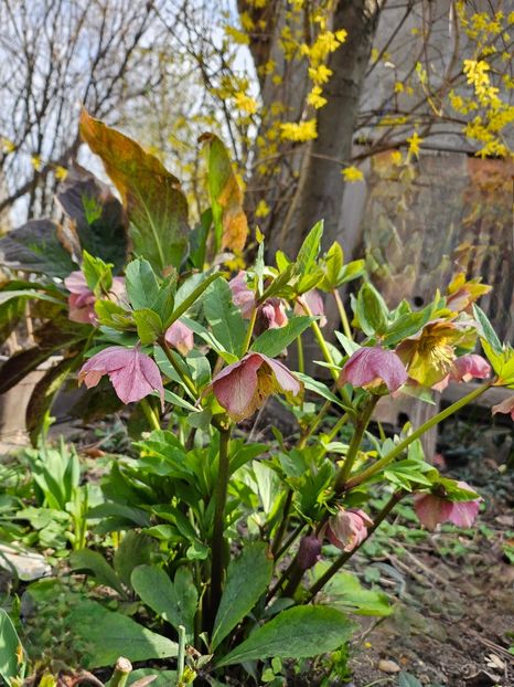  - Spanz 2017 2023 2024