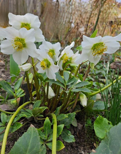  - Spanz 2017 2023 2024