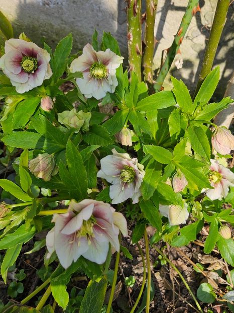  - Spanz 2017 2023 2024