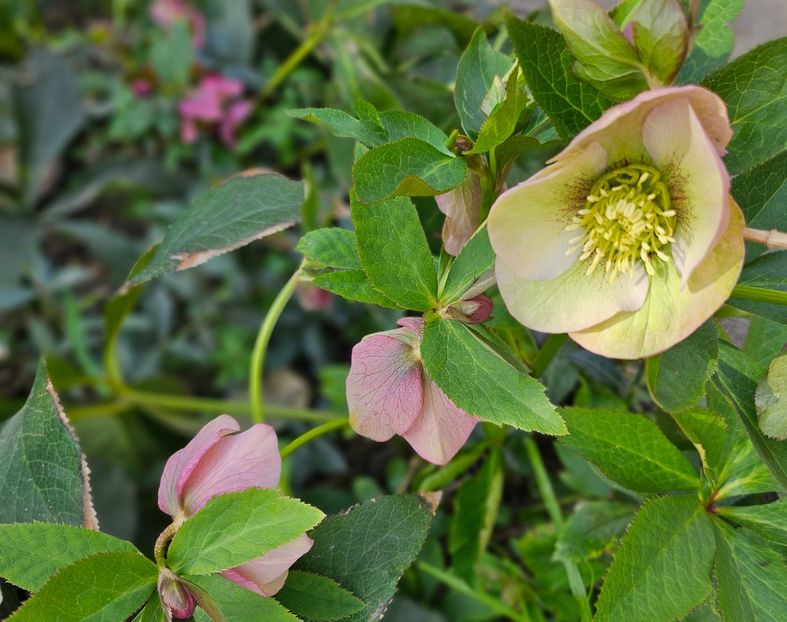  - Spanz 2017 2023 2024