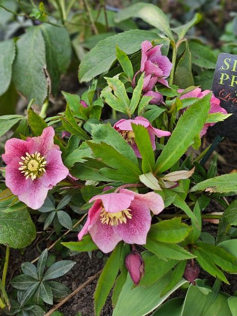  - Spanz 2017 2023 2024