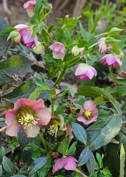  - Spanz 2017 2023 2024