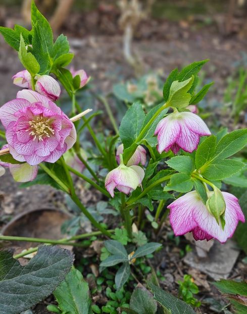  - Spanz 2017 2023 2024