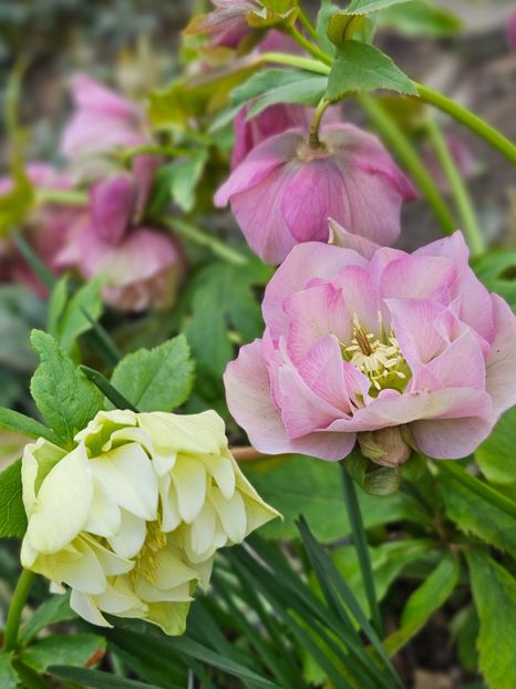  - Spanz 2017 2023 2024