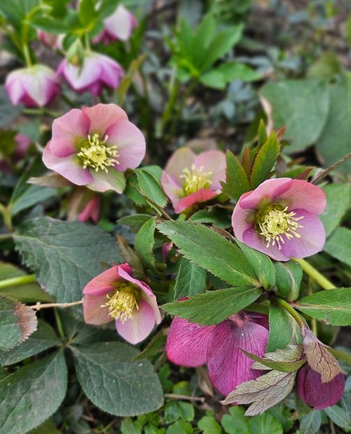  - Spanz 2017 2023 2024