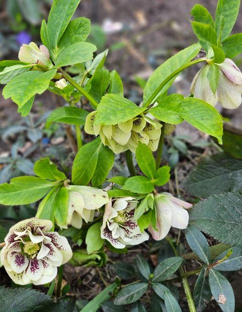  - Spanz 2017 2023 2024