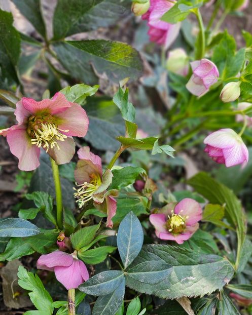  - Spanz 2017 2023 2024