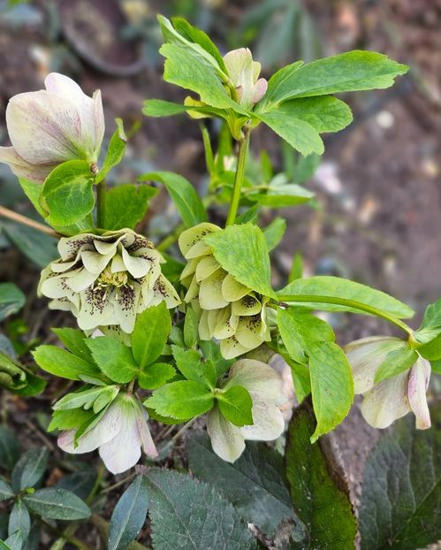  - Spanz 2017 2023 2024