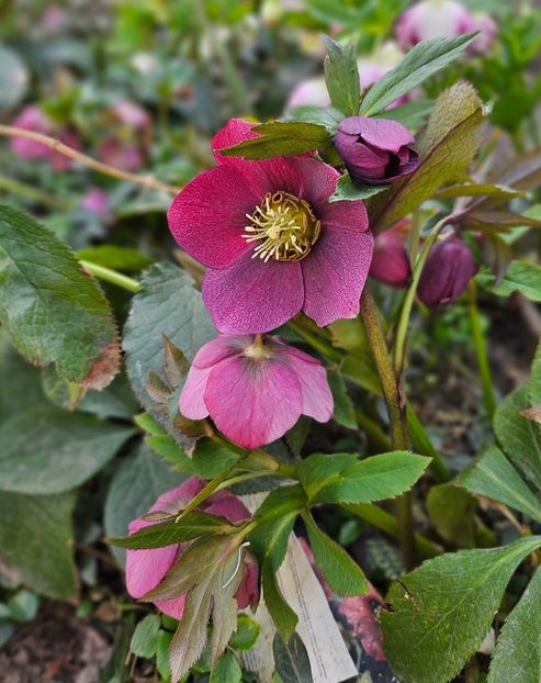  - Spanz 2017 2023 2024