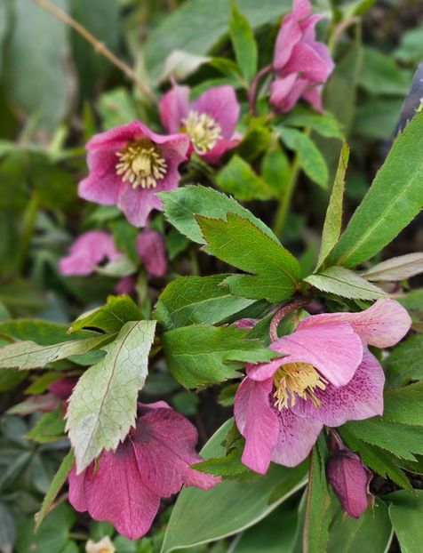  - Spanz 2017 2023 2024