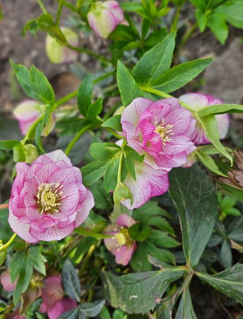  - Spanz 2017 2023 2024