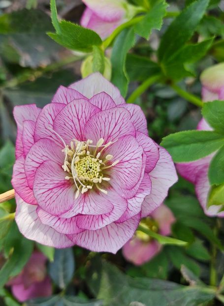  - Spanz 2017 2023 2024