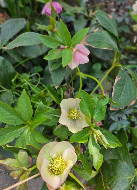  - Spanz 2017 2023 2024