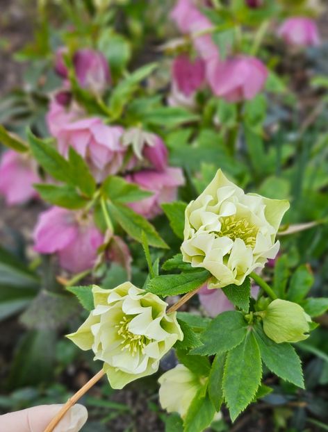  - Spanz 2017 2023 2024