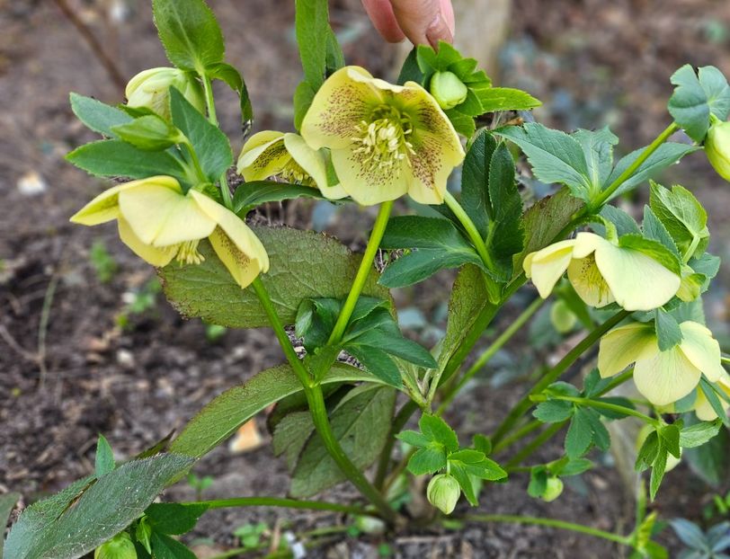  - Spanz 2017 2023 2024