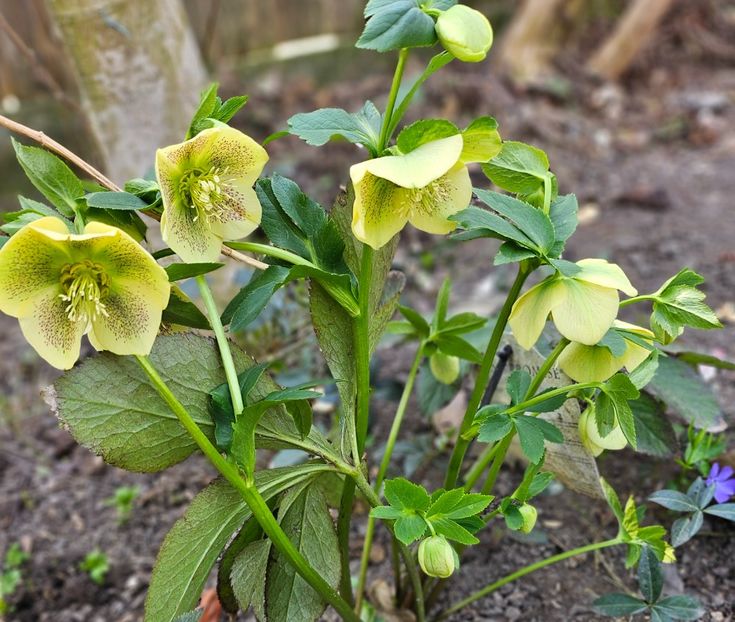  - Spanz 2017 2023 2024