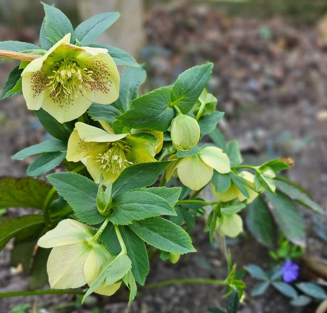  - Spanz 2017 2023 2024