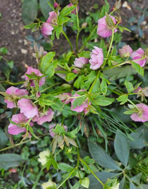  - Spanz 2017 2023 2024