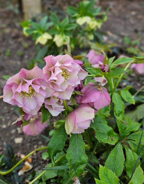  - Spanz 2017 2023 2024