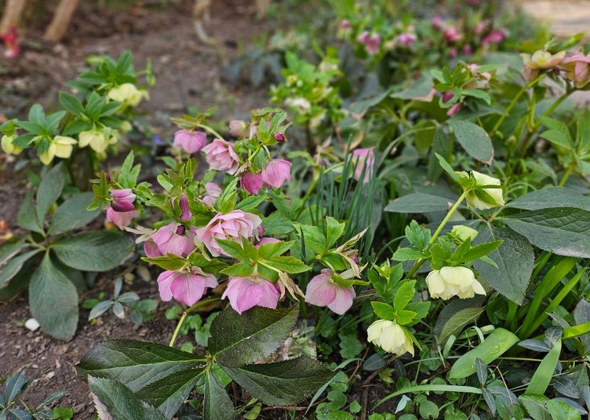  - Spanz 2017 2023 2024