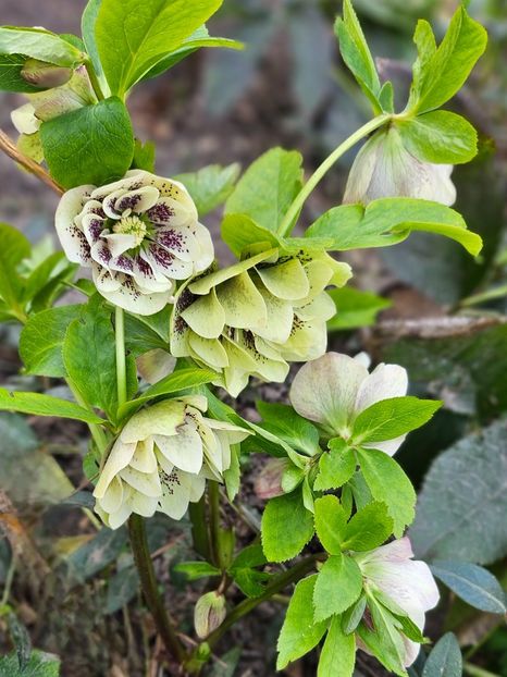  - Spanz 2017 2023 2024