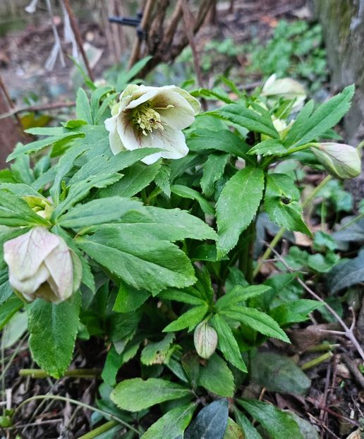  - Spanz 2017 2023 2024