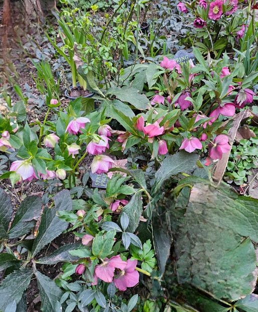  - Spanz 2017 2023 2024