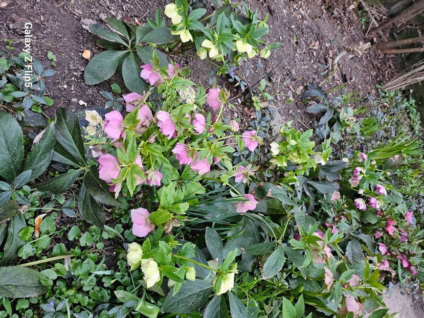  - Spanz 2017 2023 2024