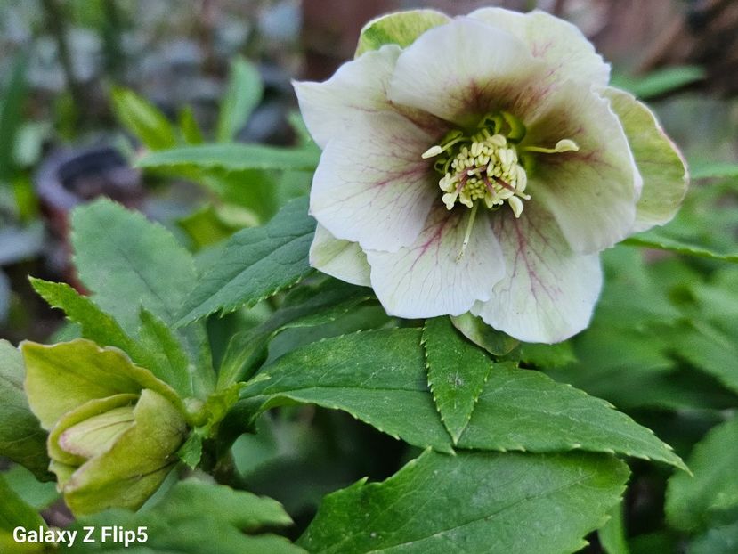  - Spanz 2017 2023 2024