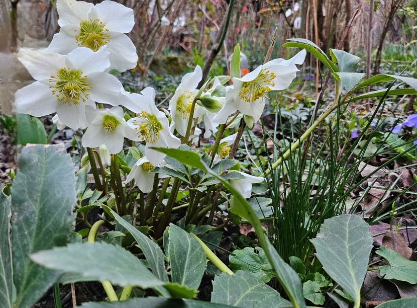  - Spanz 2017 2023 2024