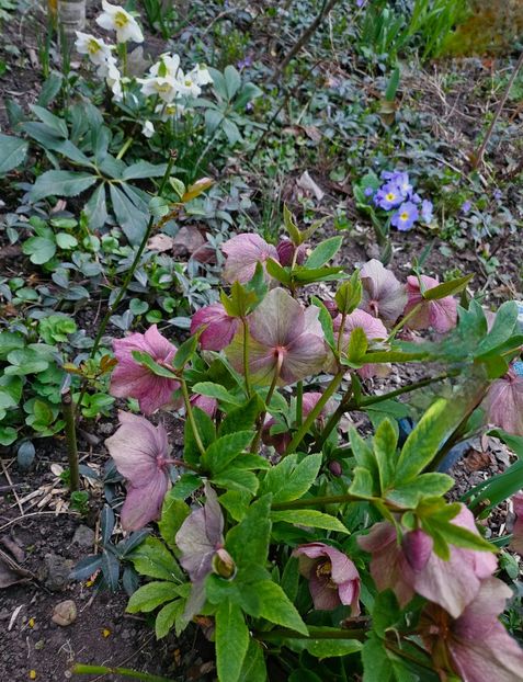  - Spanz 2017 2023 2024