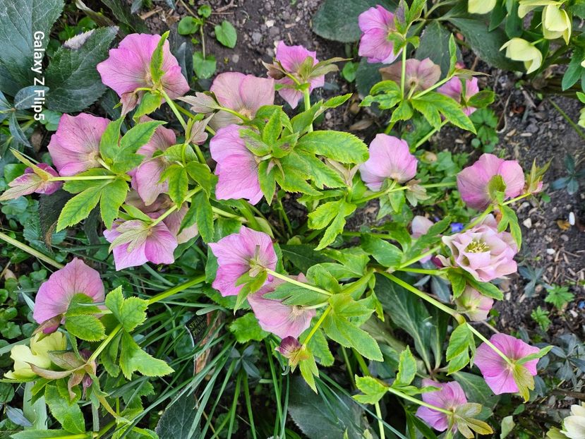  - Spanz 2017 2023 2024