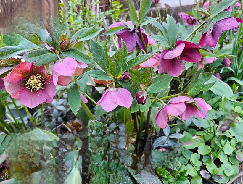  - Spanz 2017 2023 2024