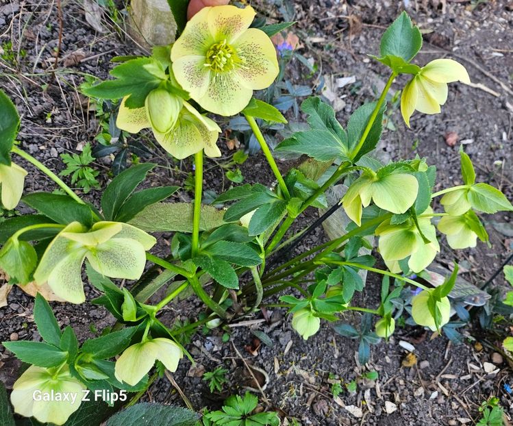  - Spanz 2017 2023 2024